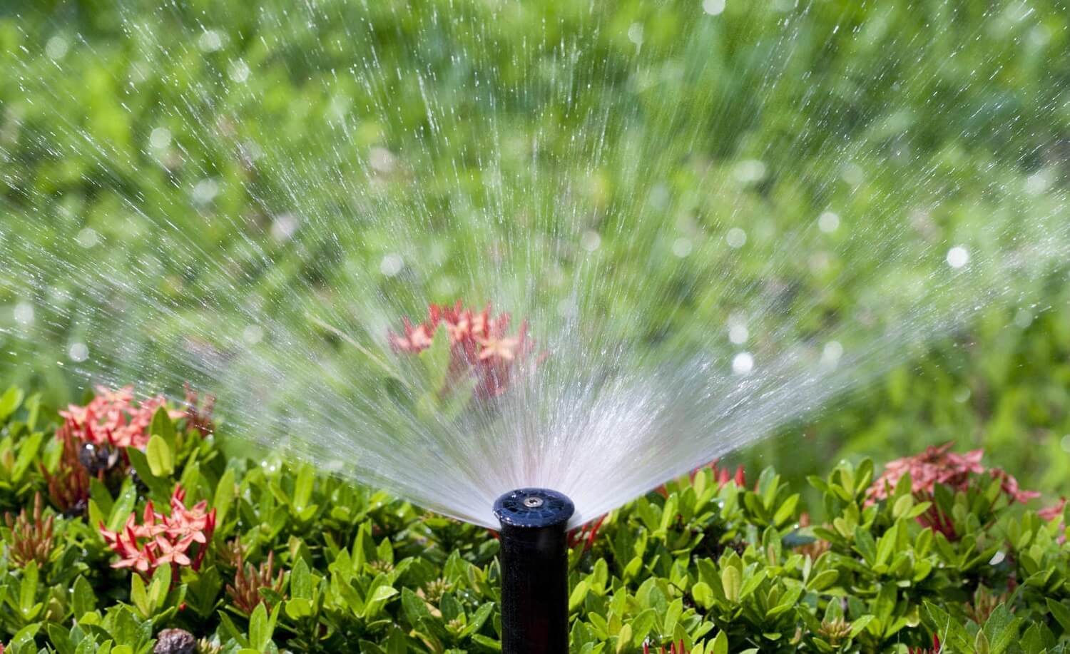 A black sprinkler is watering lush green bushes with pink flowers, surrounded by bright sunlight.