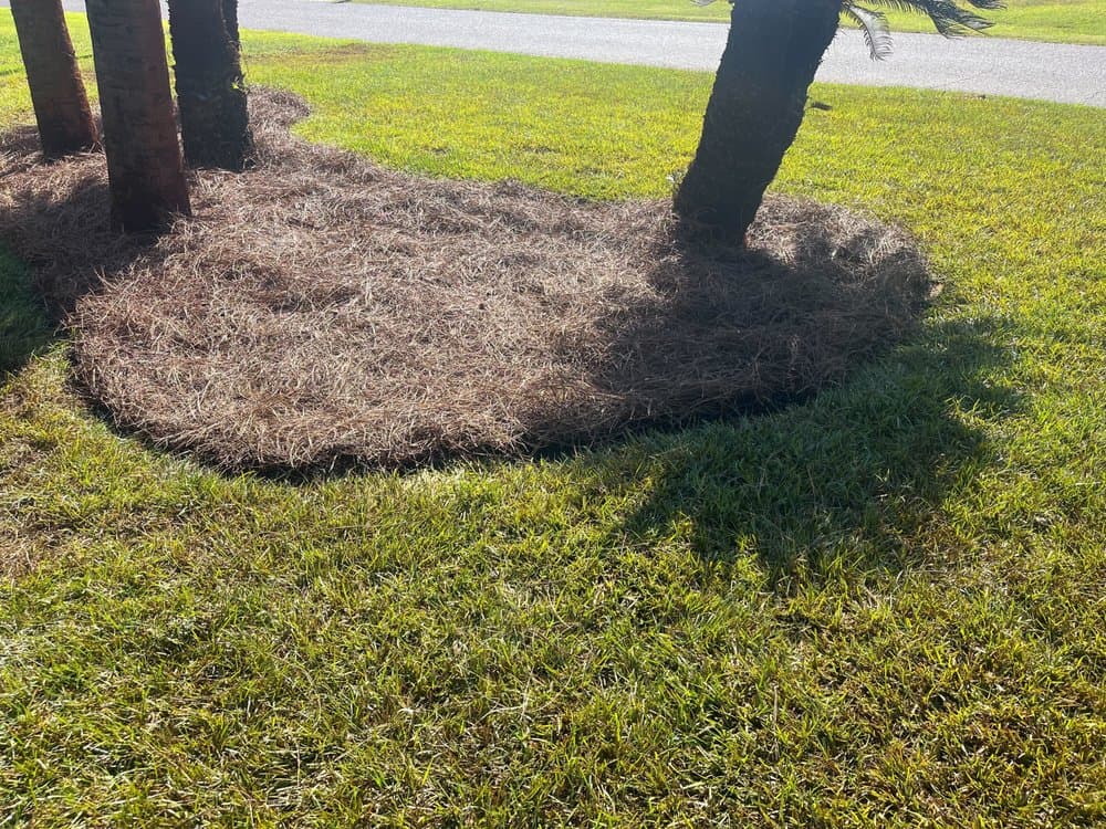 A landscaped area with a circular mulch bed around a palm tree, situated on a lawn in Panama City Beach, FL.